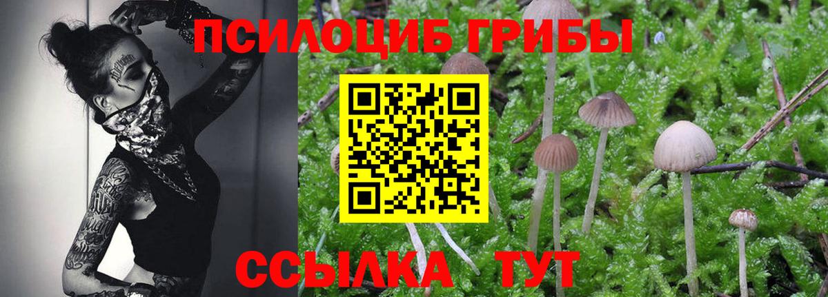 Псилоцибиновые грибы Psilocybine cubensis Красноуфимск